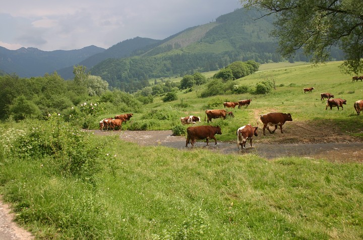 img00159.jpg