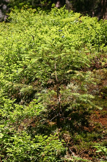 img00197.jpg