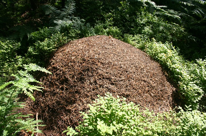 img00266.jpg