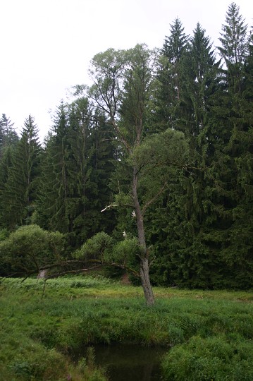 img00177.jpg