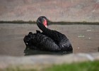 Labuť černá
