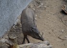 Babirusa celebeská