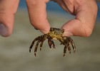 Malí krabi byli všude.
